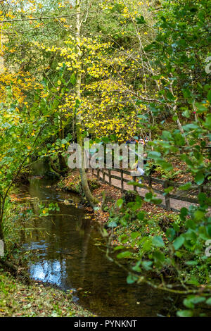 Waldwege. Kürbisfest, Dekan Heritage Center, Wald von Dean. Stockfoto