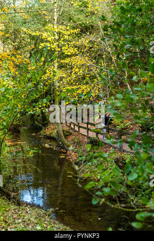 Waldwege. Kürbisfest, Dekan Heritage Center, Wald von Dean. Stockfoto