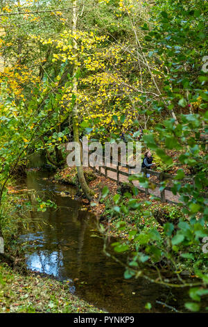 Waldwege. Kürbisfest, Dekan Heritage Center, Wald von Dean. Stockfoto