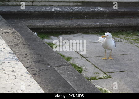 Die Möwe wunder Was ist der Zweck der Müll. Stockfoto