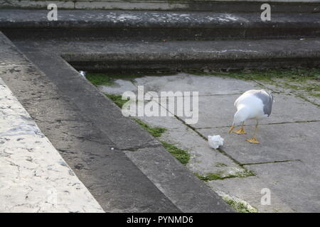 Die Möwe wunder Was ist der Zweck der Müll. Stockfoto