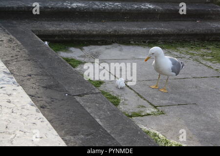 Die Möwe wunder Was ist der Zweck der Müll. Stockfoto