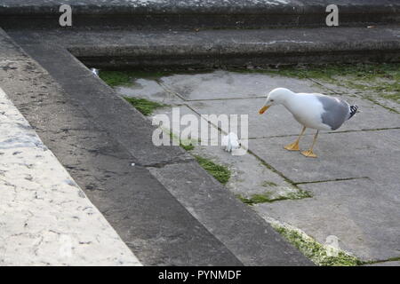 Die Möwe wunder Was ist der Zweck der Müll. Stockfoto