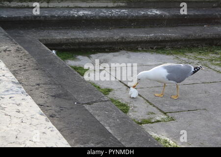 Die Möwe wunder Was ist der Zweck der Müll. Stockfoto