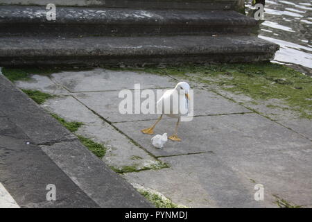 Die Möwe wunder Was ist der Zweck der Müll. Stockfoto