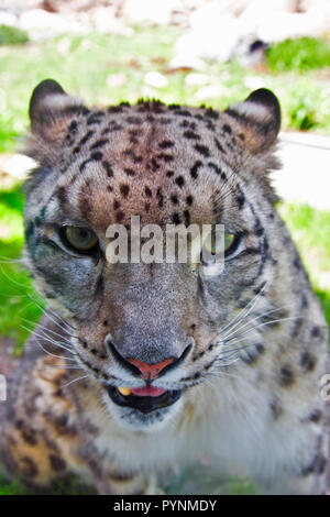 Granby Quebec, Eastern Townships, Amur, Leopard, Amur Leopard, gefährdete Arten Stockfoto