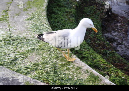 Die Möwe wunder Was ist der Zweck der Müll. Stockfoto