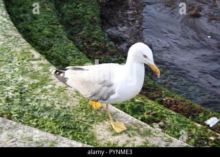 Die Möwe wunder Was ist der Zweck der Müll. Stockfoto