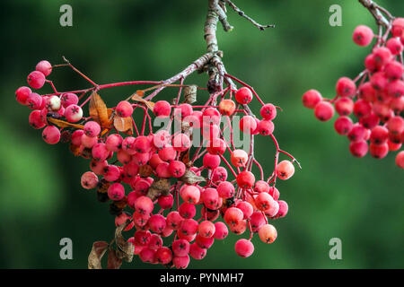 Bergasche Sorbus „Chamois Pearl“, Herbstbeeren Sorbus Stockfoto