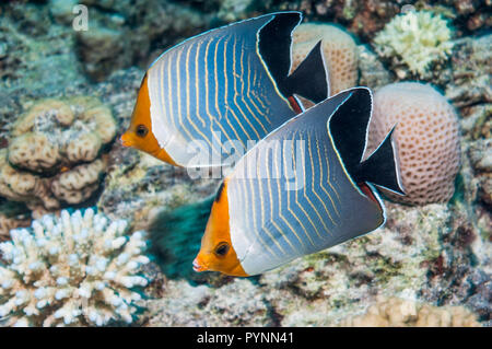 Orange Gesicht Butterflyfish, roten Meer orange Gesicht Butterflyfish oder Kapuzen Butterflyfish [Chaetodontidae Larvatus].  Ägypten, Rotes Meer. Stockfoto