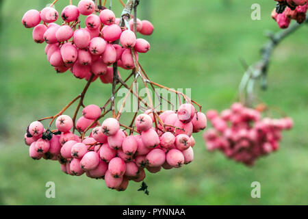 Vogelbaum, Sorbus aucuparia „Chamois Glowing Pink“ Herbstbeeren Stockfoto