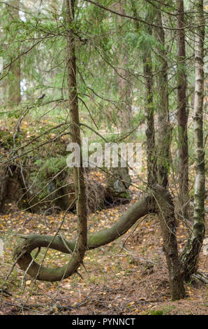 Surreale gekrümmte junge kleine Norwegische auf Herbst Hintergrund in den norwegischen Wald isolierte Fichte. Stockfoto
