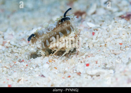 Seeigel Krabbe [Dorippe frascone] eine Kopfüber Qualle [Cassiopeia Andromeda] auf dem Rücken. Triton Bay, West Papua, Indonesien. Stockfoto