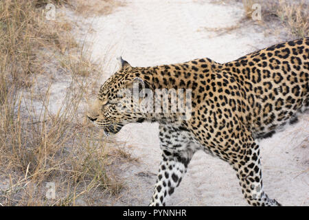Weibliche Leopard (Panthera pardus) zu Fuß durch langes Gras im Sabi Sands, Krüger, Südafrika Stockfoto