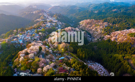 Antenne drone Ansicht von Yoshino Berg durch volle Blüte Kirschbäume, Provinz Nara, Japan Stockfoto