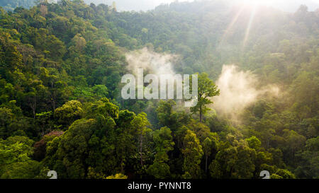 Antenne Landschaft von Sonnenlicht durch den Nebel im Morgengrauen in der mystischen Malaysischen Dschungel in der Nähe von Tapah, Perak, Malaysia kommen Stockfoto