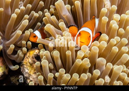 Clownfisch Amphiprion ocellaris in Seeanemone versteckt, Indonesien Stockfoto