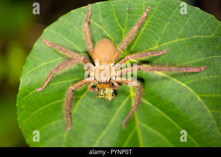 Huntsman spider Essen Beute auf einem Blatt in der Nacht, Indonesien Stockfoto