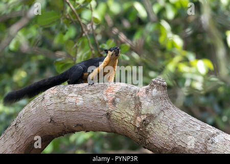 Wild riesige schwarze Eichhörnchen (Ratufa bicolor), stehend auf einem Zweig im Penang Nationalpark, Malaysia Stockfoto