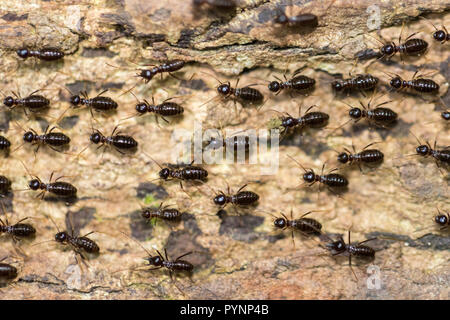 Termiten Macrotermes Carbonariusarmy Linien gehen auf eine Amtsleitung in Taman Negara Regenwald, Malaysia Stockfoto