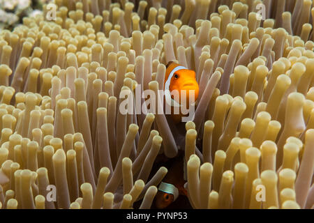 Clownfisch Amphiprion ocellaris in Seeanemone versteckt, Indonesien Stockfoto