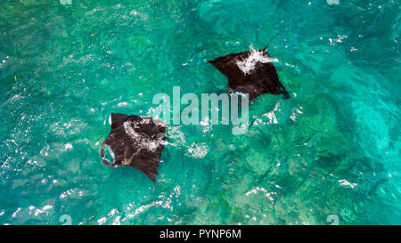 Luftaufnahme von zwei Mantarochen schwimmen in Nusa Penida in der Nähe von Bali. Stockfoto