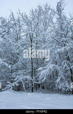 Schönen winter Natur mit viel Schnee. Viel Schnee auf den Ästen der Bäume. Schneereiche Winter in Europa. Stockfoto