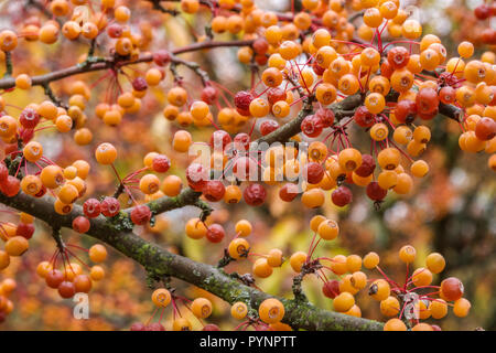 Crab Apple, Crabapple Früchte, Malus sieboldii var. arborescens, Herbst Beeren Stockfoto