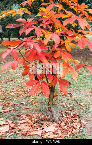 Japanische Horsechestnut, Aesculus turbinata Stockfoto