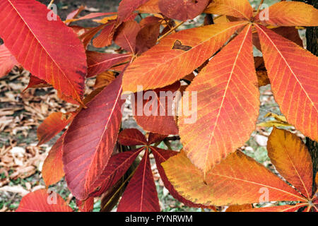 Herbstblätter aus Kastanien des japanischen Pferdes, Blatt Aesculus turbinata Stockfoto