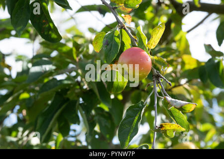 Malus Domestica. Alte englische pearmain auf dem Baum. Großbritannien Stockfoto