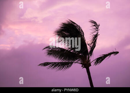 Palm Tree weht im Wind mit Rosa und Lila bewölkter Himmel im Hintergrund Stockfoto