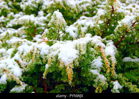 Juniper fallenden Schnee. Winter in den Bergen. Wetter in Wald. Juniper Zweigen bedeckt mit nassen Schnee Stockfoto