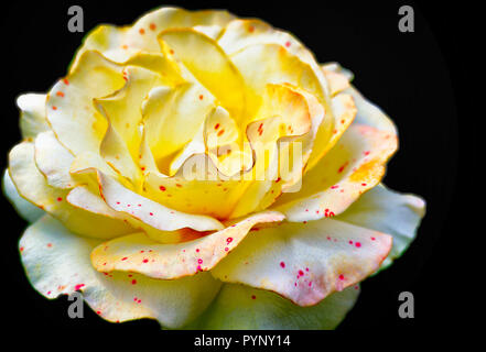 Eine blass gelbe Rose mit roten Punkten ähnlich wie Sommersprossen. Stockfoto