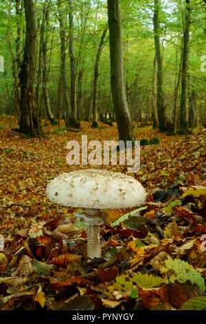 Sonnenschirm Pilz in einem Waldgebiet. Stockfoto