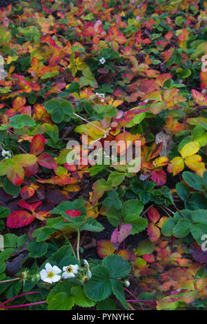 . Erdbeere Blüte in einem Garten mit bunten Blätter im Herbst Stockfoto