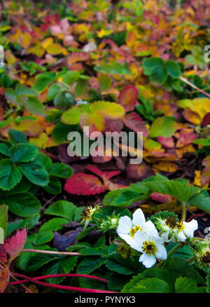 Erdbeer Blüten im Spätherbst. Erdbeere Blüte in einen Garten mit farbigen Blättern Stockfoto