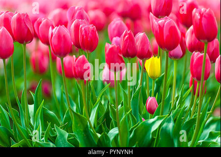 Eine einsame Gelbe umgeben von roten Tulpen ins Auge. Stockfoto