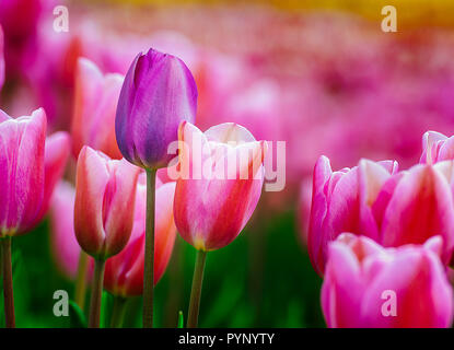 Ein einsamer lila Tulpe steht allein in einer Reihe von rosa Tulpen Stockfoto