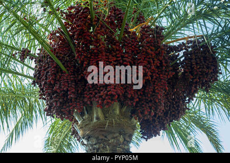 August 11, 2018 - reife rote Früchte Termine am Tag Palm auf dem Hintergrund des blauen Himmels Credit: Andrey Nekrasov/ZUMA Draht/Alamy leben Nachrichten Stockfoto