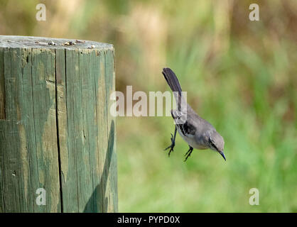 Northern mockingbird Mimus polyglottos Herabfallen aus dem Zander auf einen Post in der Nähe von Savannah Georgia USA Stockfoto