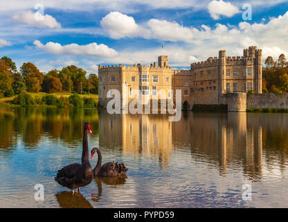 Schwarze Schwäne auf Leeds Castle See. Stockfoto