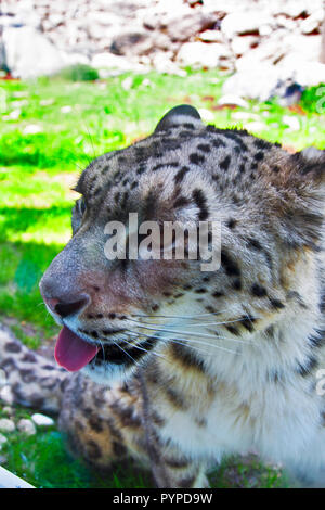 Granby Quebec, Eastern Townships, Amur, Leopard, Amur Leopard, gefährdete Arten Stockfoto