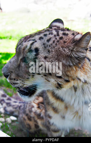 Granby Quebec, Eastern Townships, Amur, Leopard, Amur Leopard, gefährdete Arten Stockfoto