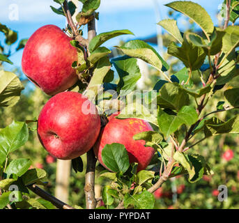 Reife äpfel Sorte pink lady auf einem Apple Tree in Südtirol in Italien. Die Zeit der Ernte Stockfoto