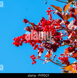 Leuchtend rote Beeren Gefüllte Schneeball Viburnum opulus - Rose tree gegen ein strahlend blauer Himmel - Somerset UK Stockfoto