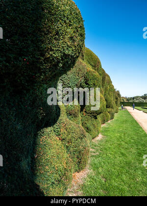 Alte Eibe Hedge der formalen Gärten von Montacute House in Somerset UK angrenzenden morphed in fantastischen Formen über die Jahre der Beschneidung Stockfoto