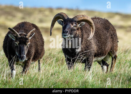 Soay-schafe als Schafe ram folgende Ewe auf Lundy Island vor der Küste von North Devon Stockfoto