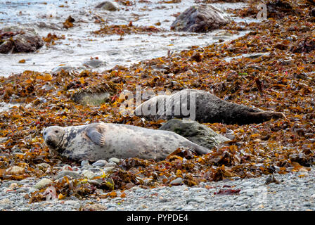 Kegelrobbe Halichoerus grypus Kuh in die Kamera schaut, während ein Stier döst auf Kelp übersäten Strand auf Lundy Island vor der Küste von North Devon Stockfoto