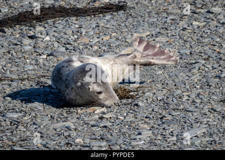 Kegelrobbe Halichoerus grypus Pup auf einen Kiesstrand auf Lundy Island vor der Küste von North Devon Stockfoto